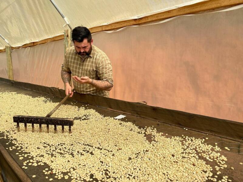 Contos do Ninho - Cafés especiais da agrofloresta